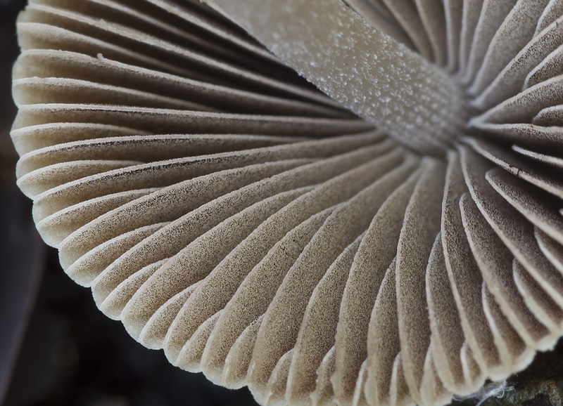 Psathyrella orbicularis